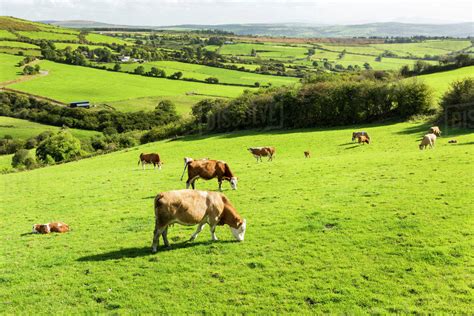 Cattle Grazing On Lush Green Hilly Pastures With Trees Separating