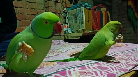 Amazing Talking Parrot Video Green Parrot Talking Livmyparrot