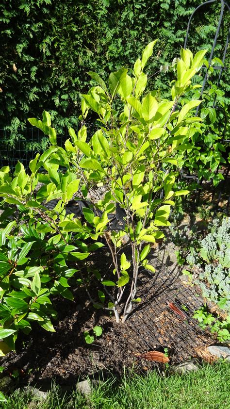 Shaping or pruning a young Magnolia — BBC Gardeners' World Magazine