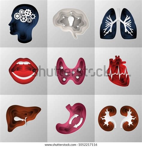 Set Internal Organs Human Head Paper Stock Vector (Royalty Free ...