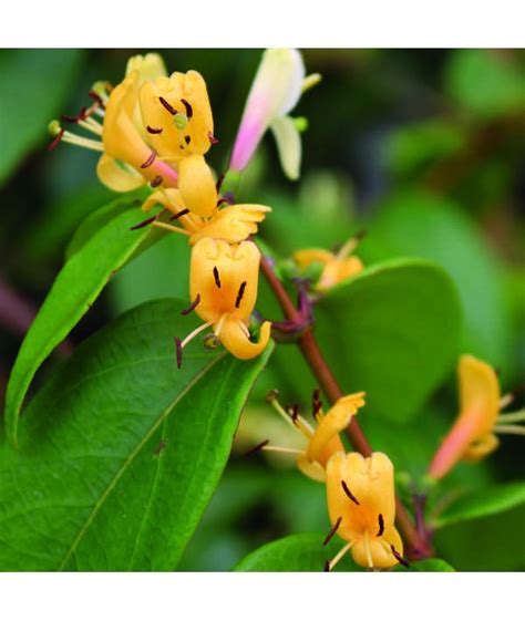 Lonicera Henryi Copper Beauty 7lt