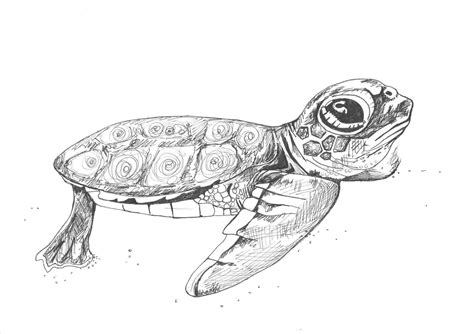 Loggerhead Sea Turtle Drawing At Explore