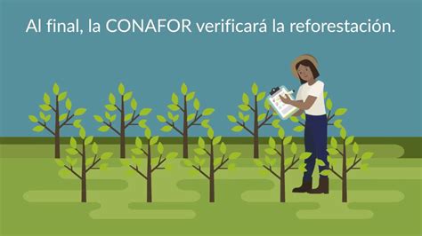 Programa De Reforestaci N Conafor Youtube