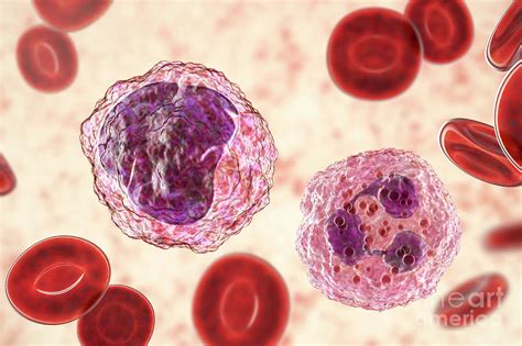 Neutrophil And Monocyte White Blood Cell Photograph By Kateryna Kon