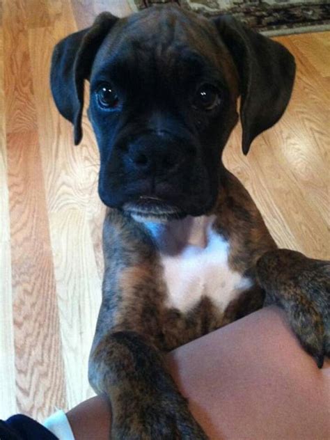 This Is The Cutest Dog Ive Ever Seen Boxer Dogs Brindle Boxer Dogs