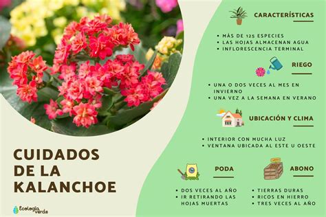 Plantas KALANCHOE Y Sus Propiedades Medicinales El Horticultor