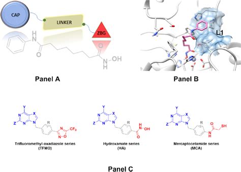 Panel A Reports The General Architecture Of A HDAC Inhibitor Mapped On