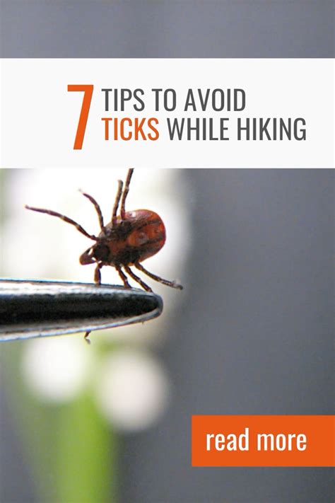 Avoid Ticks While Hiking Artofit