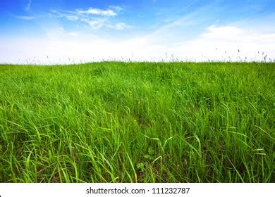 Tall Grass Field Images, Stock Photos & Vectors | Shutterstock