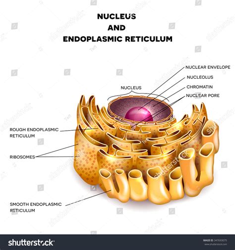 Smooth Endoplasmic Reticulum Diagram