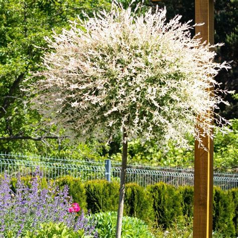 Tri-Color Dappled Willow Tree – Stunning Variegated Foliage