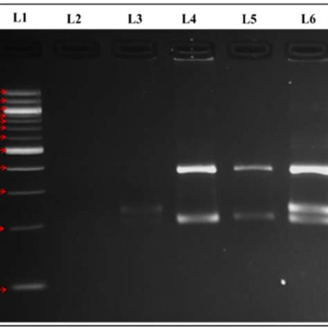 The Polymerase Chain Reaction Pcr Products Of Genetic Markers For A Download Scientific