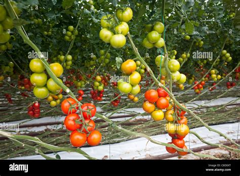 En Bretagne Une Culture Intensive De La Tomate Solanum Lycopersicum