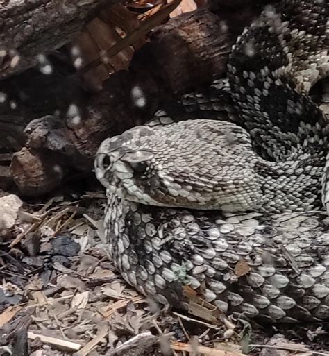 Deep Look Look Inside A Rattlesnakes Rattle Rbeamazed