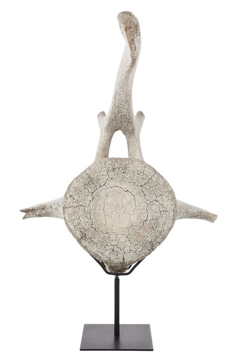 Large Sperm Whale Vertebra - Shapiro Auctioneers