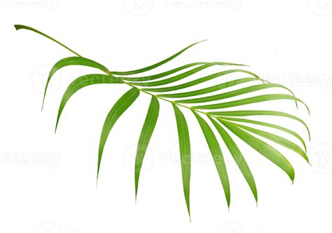 Gr Nes Blatt Der Palme Lokalisiert Auf Transparentem Hintergrund Png