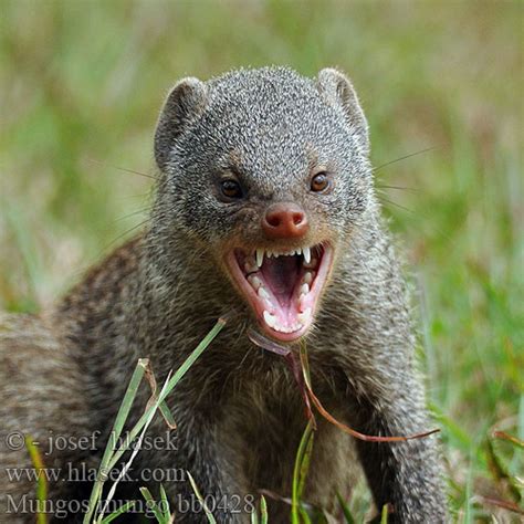 Mungos Mungo Banded Mongoose Gebande Muishond Mangusta žíhaná