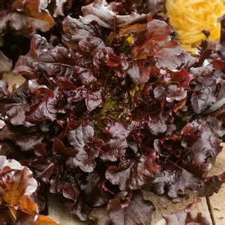 Lechuga Romana Red Salad Bowl 1150 Semillas Lactuca Sativa L Var