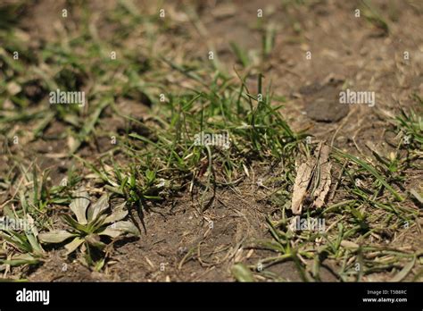 Césped moribundo fotografías e imágenes de alta resolución Alamy