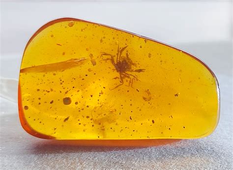 How amber creates exquisite fossils | National Geographic
