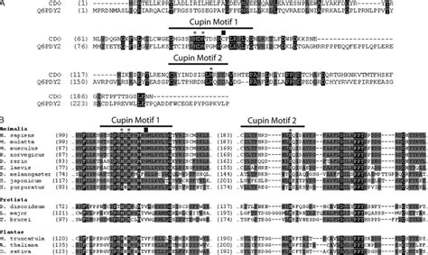 A A Sequence Alignment Of Murine Mus Musculus Cdo And Murine Ado Download Scientific Diagram