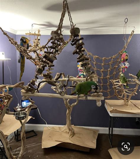 Parrot Room Ideas Rparrots