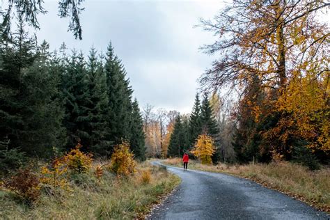 Randonnée Au Cœur De La Forêt De Saint Hubert