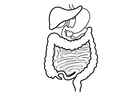 Sketch Of Human Digestive System At Explore