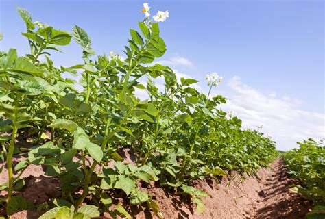 How To Plant Potatoes Workability