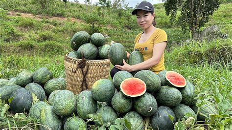 Harvesting Watermelon Fruit Garden Goes To The Market Sell Fence To