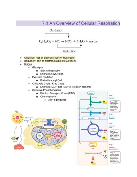 Copy Of Chapter 7 Cellular Respiration 7 An Overview Of Cellular Respiration Oxidation Loss