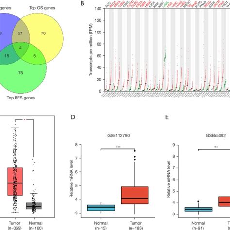 Pan Cancer And Hcc Specific Differential Expression Levels Of Chek1 Download Scientific Diagram