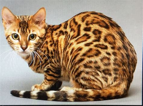 Bengal Cat - Types of Cats Breeds