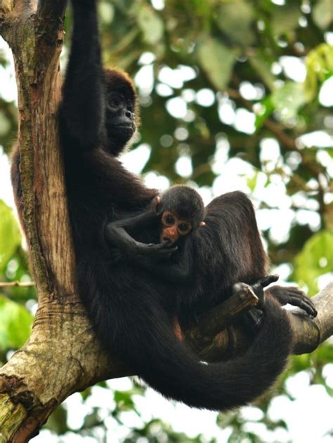 Choc Ecuatoriano El Proyecto Que Busca Salvar Al Mono Ara A De Cabeza