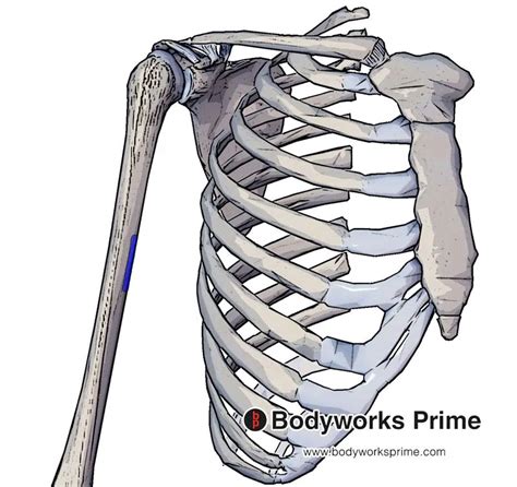 Coracobrachialis Muscle Anatomy Bodyworks Prime