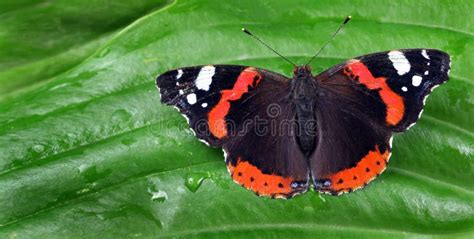 Kolorowy Motyl Na Kwiatach Jasnomorfowy Motyl Na Fioletowych Kwiatach