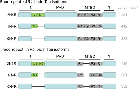 Frontiers Tau Protein Plays A Role In The Mechanism Of Cognitive