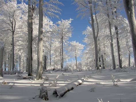 ECOSISTEMA FORESTAL 】Características, Flora, Fauna y más