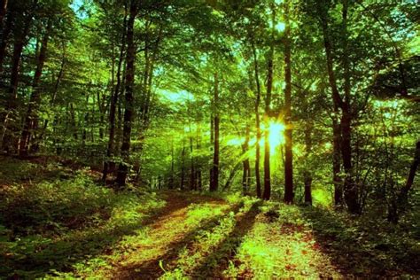 Interior Del Bosque Iluminado Por Los Rayos De Sol