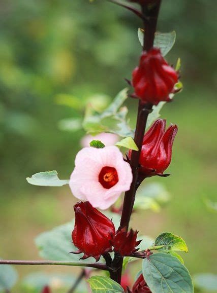 Vinagreira Plantas Perenes Infloresc Ncia Hibiscus