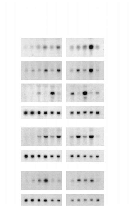 Northern Blots Showing Late Responses Of Known Target Genes To Shh A