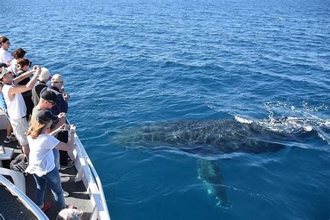 2024 Mooloolaba Whale Watching Cruise Provided By Sunreef