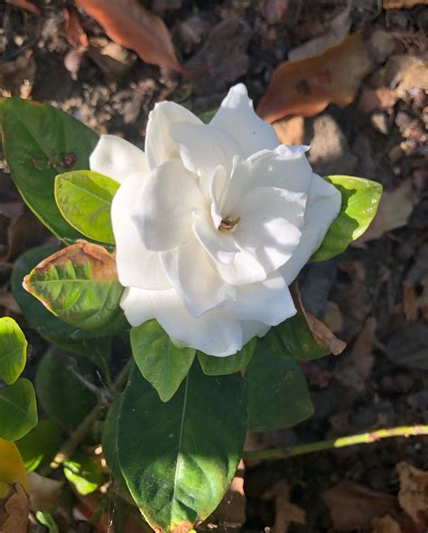 Receive Jesus My Beautiful Gardenia It Smells Brilliant