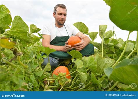 Farmer Harvesting Pumpkins on a Vegetable Field of the Farm Stock Photo ...