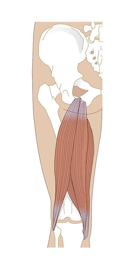 Hamstring Anatomy Artwork Photograph By Science Photo Library