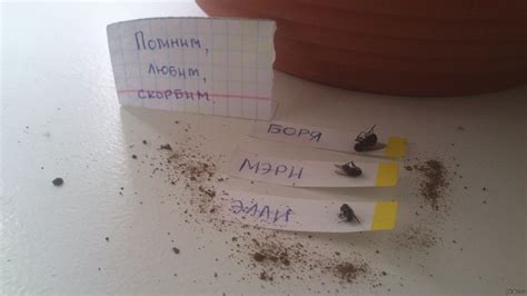 Кладбище мух | Пикабу