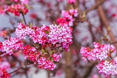 8 Early Spring Flowering Shrubs To Wake Up Your Backyard