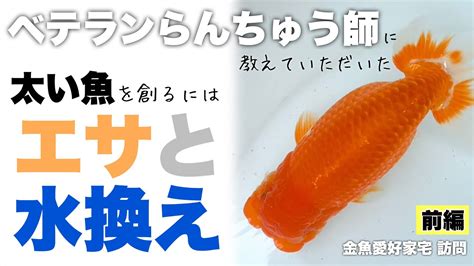 【前編】太いらんちゅう創りは餌と水換え👍ベテランらんちゅう師にランチュウ飼育について色々教えていただきました😊水換え・給餌等 金魚愛好家