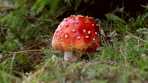 bright red poisonous mushroom toxic amanita Stock Footage Video (100% ...