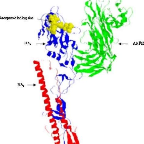 Antibody Binding Site Of The Influenza Virus X Strain Ha The